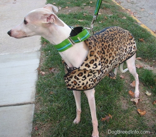 The left side of a white whippet wearing a leopard coat, that is looking to the left and standing in grass.