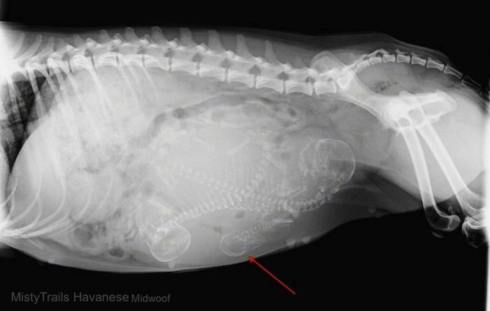 Ultrasound of 3 puppies in a uterus, two larger pups and one small pup. There is a red arrow pointing to the head of the smallest puppy.