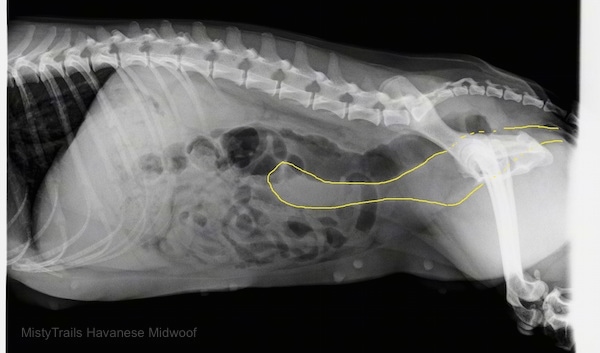 An ultrasound of a dog's uterus a few days after giving birth showing no more puppies. The body absorbed the dead pup.