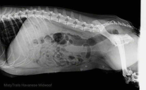 An ultrasound of a dog's uterus a few days after giving birth with a yellow line outlining the area that shows where the dead puppy was. The body absorbed the dead pup.