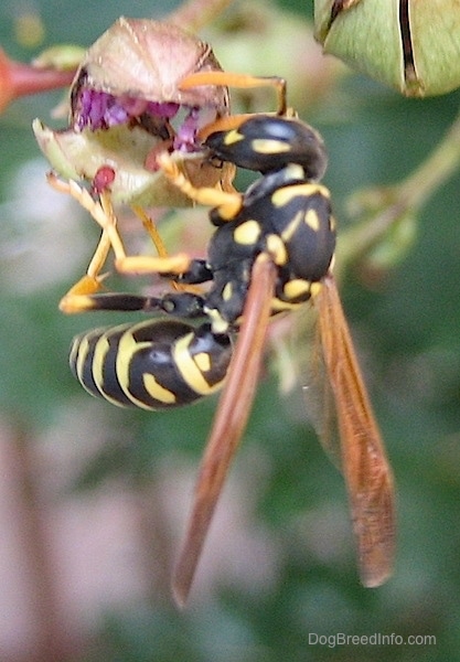 Close up - Front side view - a yellow jacket on top of a purple flower bud.