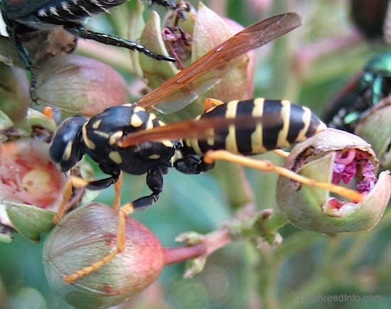 Side view - a yellow jacket on top of purple and pink flower buds
