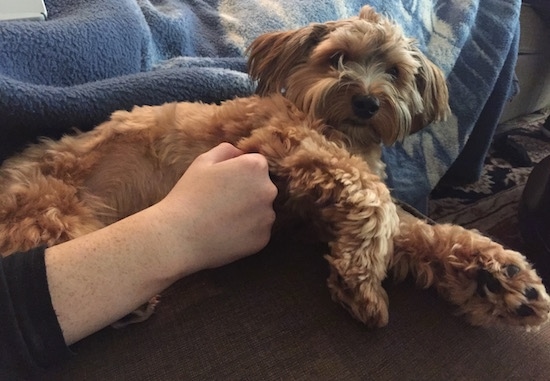 A tan Morkie dog is laying up on a brown couch next to a blue blanket with a person's hand rubbing his belly. The dog has a thick wavy coat.