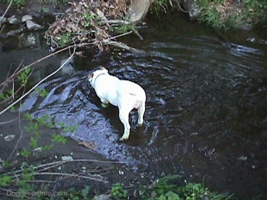 The back of Spike the Bulldog standing in a stream. He is sticking his nose in the water.