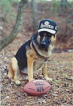 A German Shepherd is sitting in a wooded area wearing a Raiders hat and sunglasses with a football in front of it