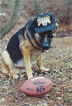 A German Shepherd is sitting in a wooded area wearing a Steelers hat and sunglasses. It is looking down at the football in front of it.