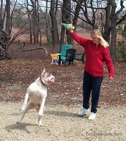 Spike the Bulldog landing away from the Frog. Which is being held in the air by a person in a red sweater