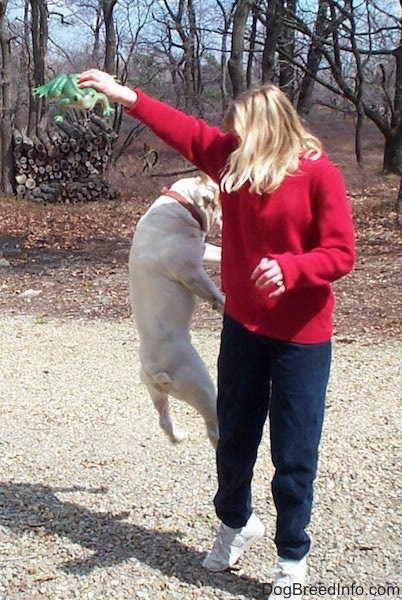 Spike the bulldog is high up in the air in mid-jump behind a person in a red sweater whom is holding the frog.