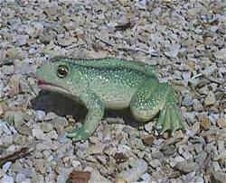 Close Up -  A big plastic frog sitting in a stone driveway