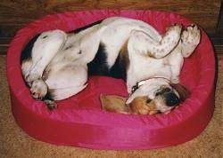 Roscoe the Beagle sleeping on his back in a dog bed