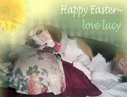Lucy the Beagle laying on a couch with the words 'Happy Easter love lucy' overlayed. With a daisy in the corner