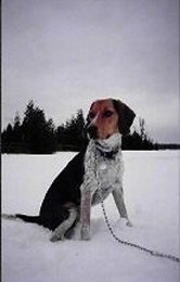 Hannah the Beagle sitting in snow