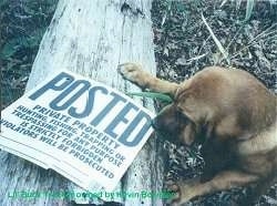 Buck Tracker the Bloodhound sniffing a 'Posted' sign on a log