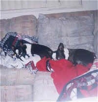 Champ and Cleo the Boston Terrier sleeping on a couch on top of blankets