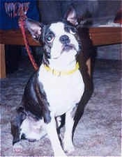 Champ the Boston Terrier wearing a yellow collar sitting on a carpet looking up