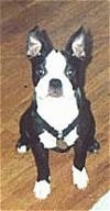 Bunny the Boston Terrier puppy sitting on a hardwood floor looking at the camera holder