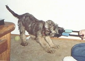 Desi the Briard puppy playing tug-of-war with a person