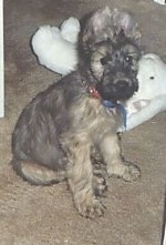 Desi the Briard puppy sitting on a carpet in front of a white plush bunny toy