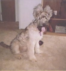 Desi the Briard puppy sitting on carpeted floor with its mouth open and tongue out