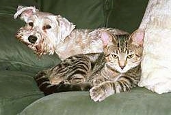 Sam the white Miniature Schnauzer is laying down on a green couch and Rufus the cat is laying on a pillow in front of it