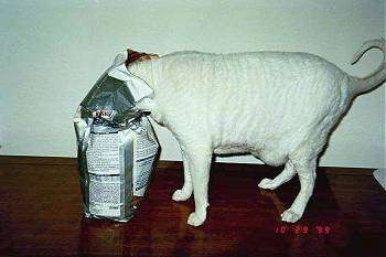 Chub the white cat standing on a table with its head in a bag of cat food