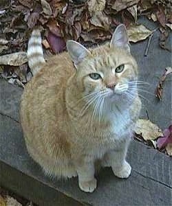 Rusty the orange tiger domestic shorthaired cat is sitting on a wooden beam outside and looking up