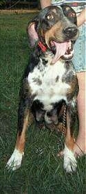 Tracker the Louisiana Catahoula Leopard Dog is sitting in grass with a person standing next to them. Trackers Tongue is out as well