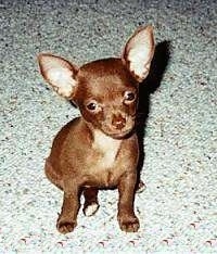 Chihuahua Dog Breed Information and Pictures Chihuahua Dog Breed Information And Pictures