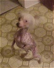 Reggy the Chinese Crested hairless is standingon its hind legs and looking up at its owners in a kitchen