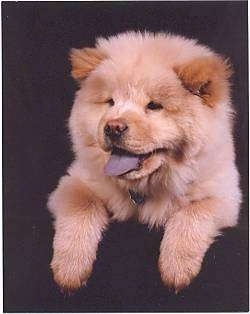A cream colored chow chow puppy is laying on a black backdrop and its mouth is open and black tongue is out.