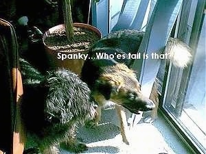 A fuzzy black dog is looking out of a window next to a black and brown dog who is wrapped in hanging door blinds. There is a potted plant behind them. The Words - Spanky..Who'es tail is that? is overlayed