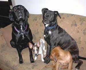 Four dogs up on a brown couch.