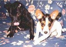 Two dogs on  a blue flowered couch.