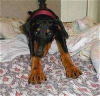 Lacey the Doberman Pinscher Puppy is stretching across a bed