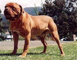 Grizz the Dogue de Bordeaux is standing outside. Its mouth is open and there is a street behind it