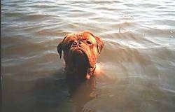 Donar the Dogue de Bordeaux is in a body of water with only his head showing.