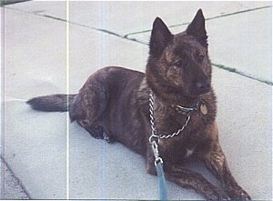 Kinde the black brindle Dutch Shepherd is laying outside on a sidewalk and looking alert