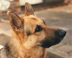 Close Up head shot - A black and tan German Shepherd is looking forward