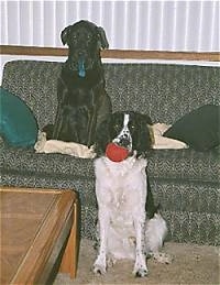 A Black Lab/Golden Retriever mix is sitting on a couch on top of a pillow. There is a black with white English Springer Spaniel with a red ball in its mouth, sitting in front of the couch