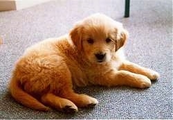 A small Golden Retriever Puppy is laying on a carpet