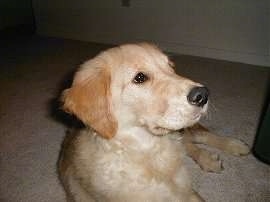 Close Up - A Golden Retriever Puppy is laying on a tan carpet and looking up and to the left