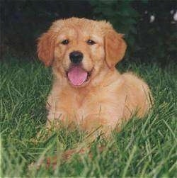 A Golden Retriever Puppy is laying in tall grass. Its tongue is hanging out.