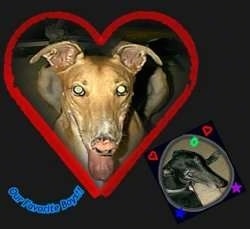 A composited image of a tan Greyhound. It has a heart drawn around it. There is black Greyhound laying down on the bottom left of the image.