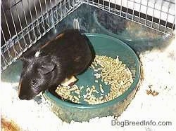 A black with tan Guinea Pig is standing in a green bowl of pellets in its cage.