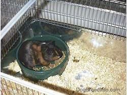 A black with tan guinea pig is laying in a green ceramic bowl of pellets in its cage of wood chips.