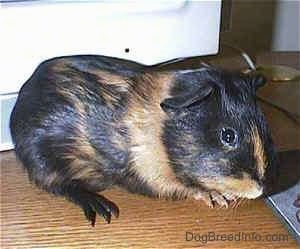 Right Profile - A black with tan Guinea Pig is standing on a wooden table and it is looking forward.