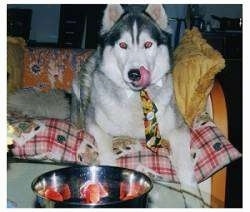 A black, grey and white Siberian Husky is laying on a couch and it is licking its muzzle. In front of it is a metal bowl of strawberries.