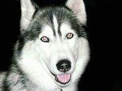 Close up - A grey and white with black Siberian Husky is looking forward, its mouth is open and it looks like it is smiling. The dog looks like a wolf.