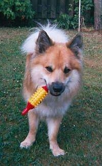 A tan with white Icelandic Sheepdog is standing in grass with a red and yellow toy in its mouth