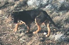 Side view - A black with tan mix breed puppy is walking across dirt, grass and rocks.